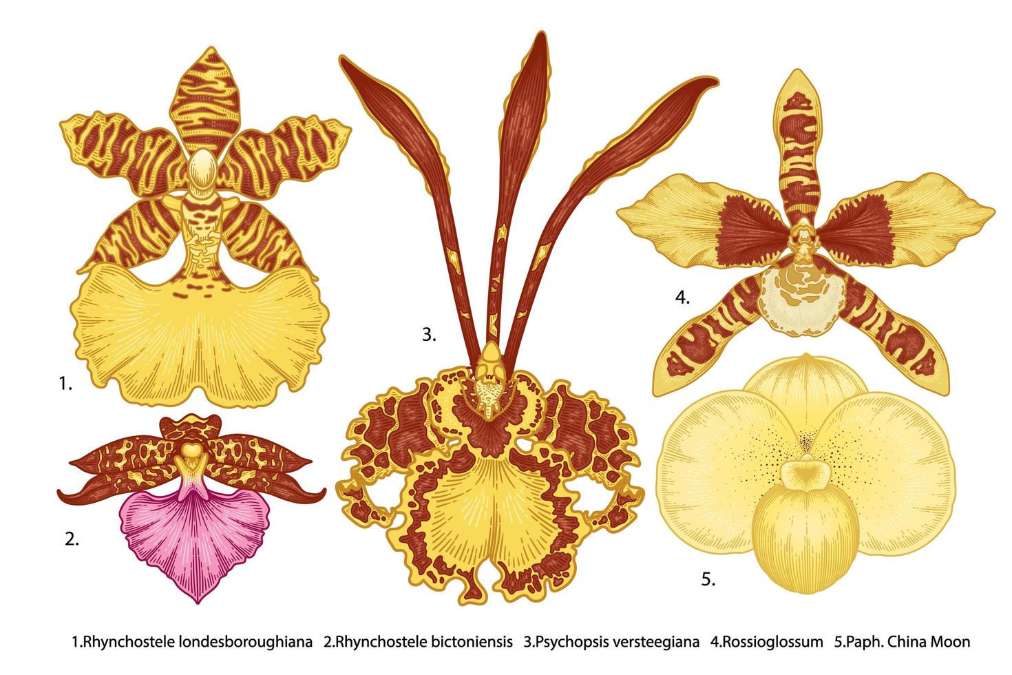 Vielzahl von Orchideenblumen handgezeichneten Satz vektor