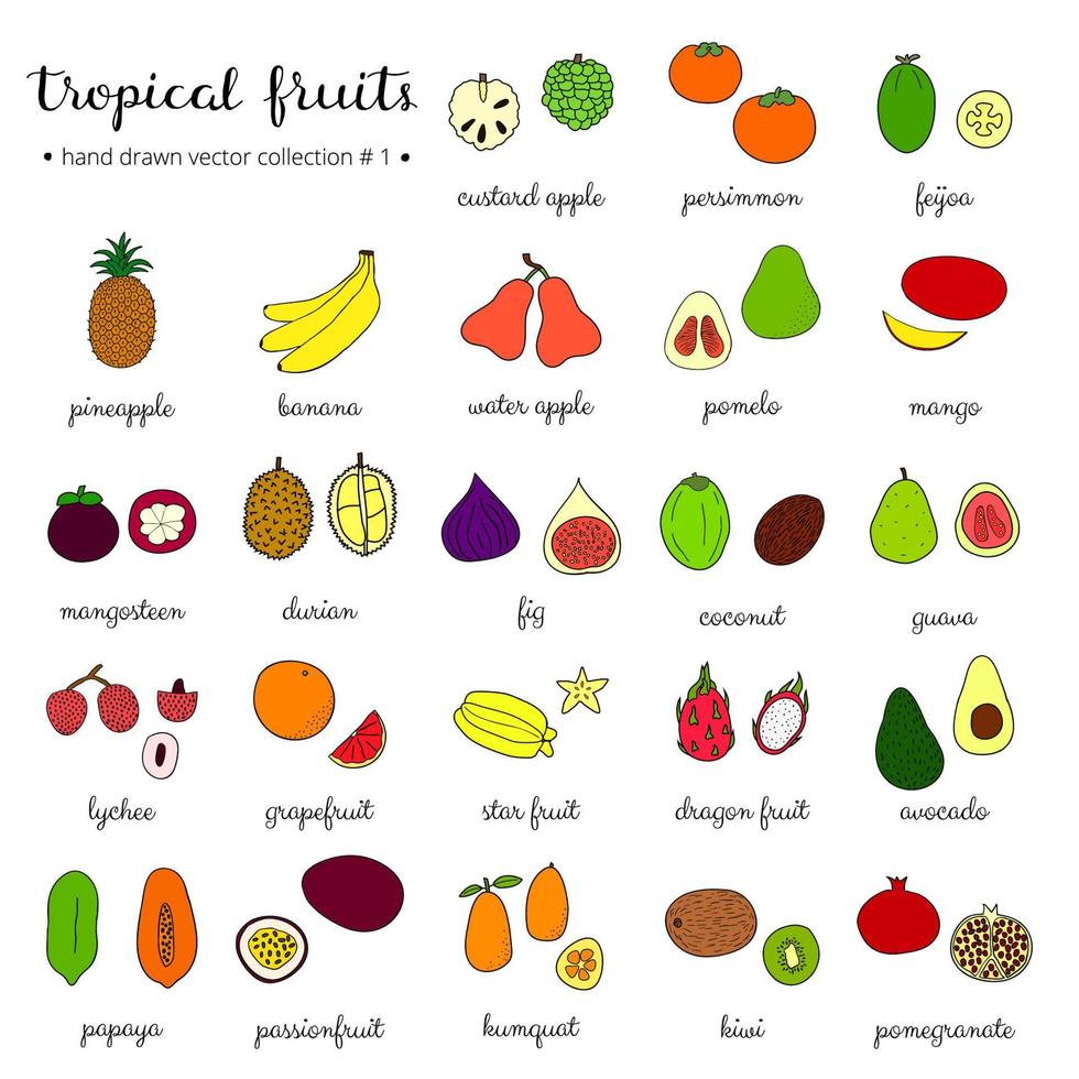 hand dragen tropisk frukt uppsättning 1. vektor