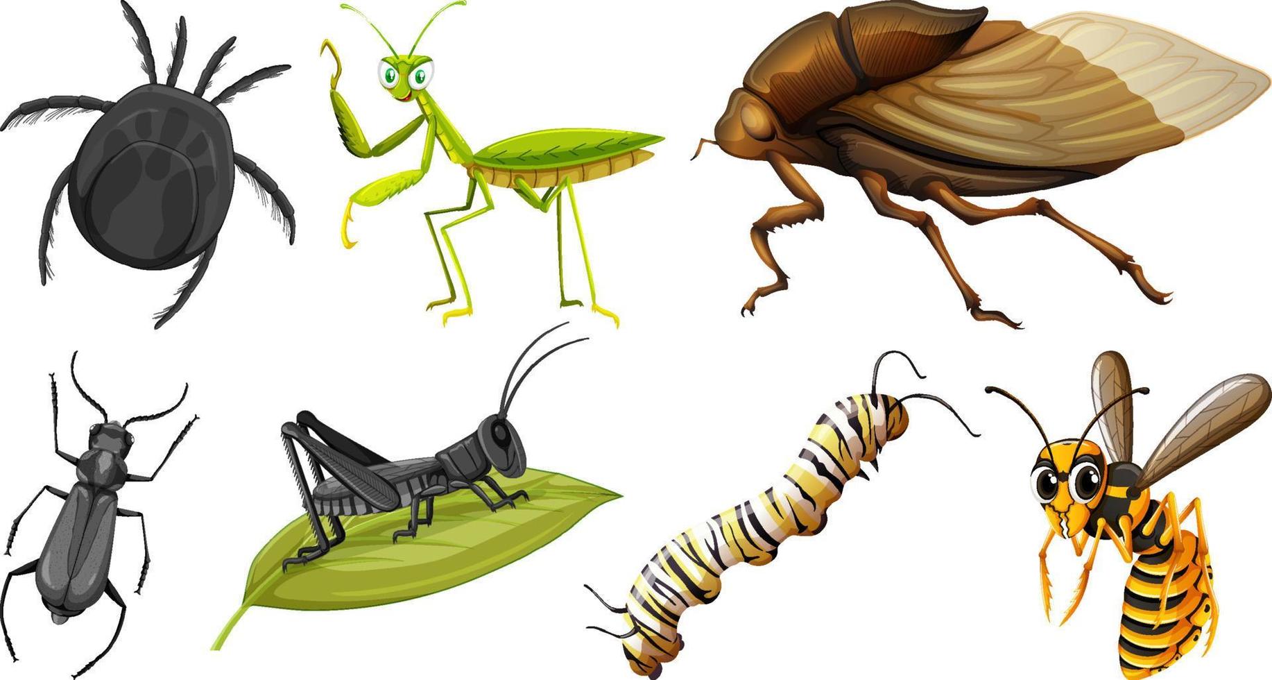 satz verschiedener insektenarten vektor