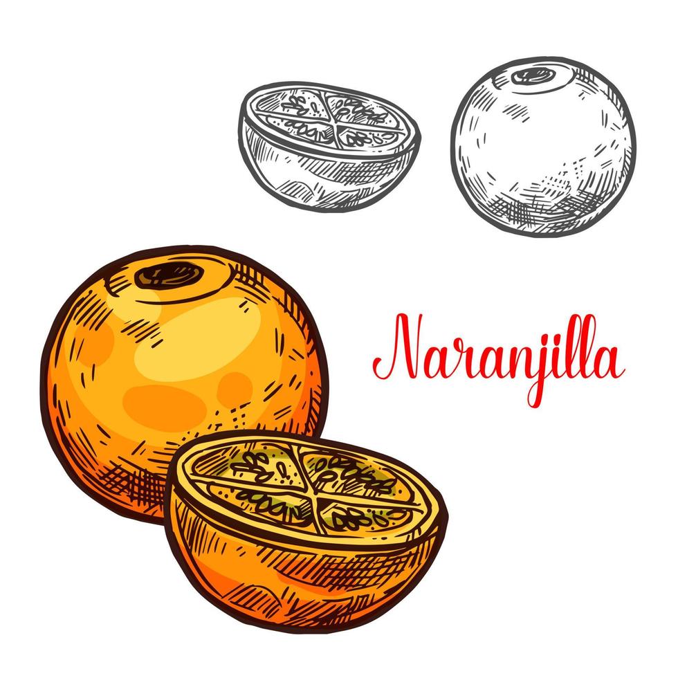 Naranjilla-Vektorskizze exotische Früchte vektor