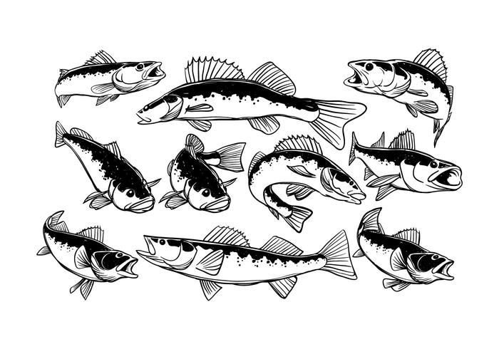 Gratis Walleye Vector