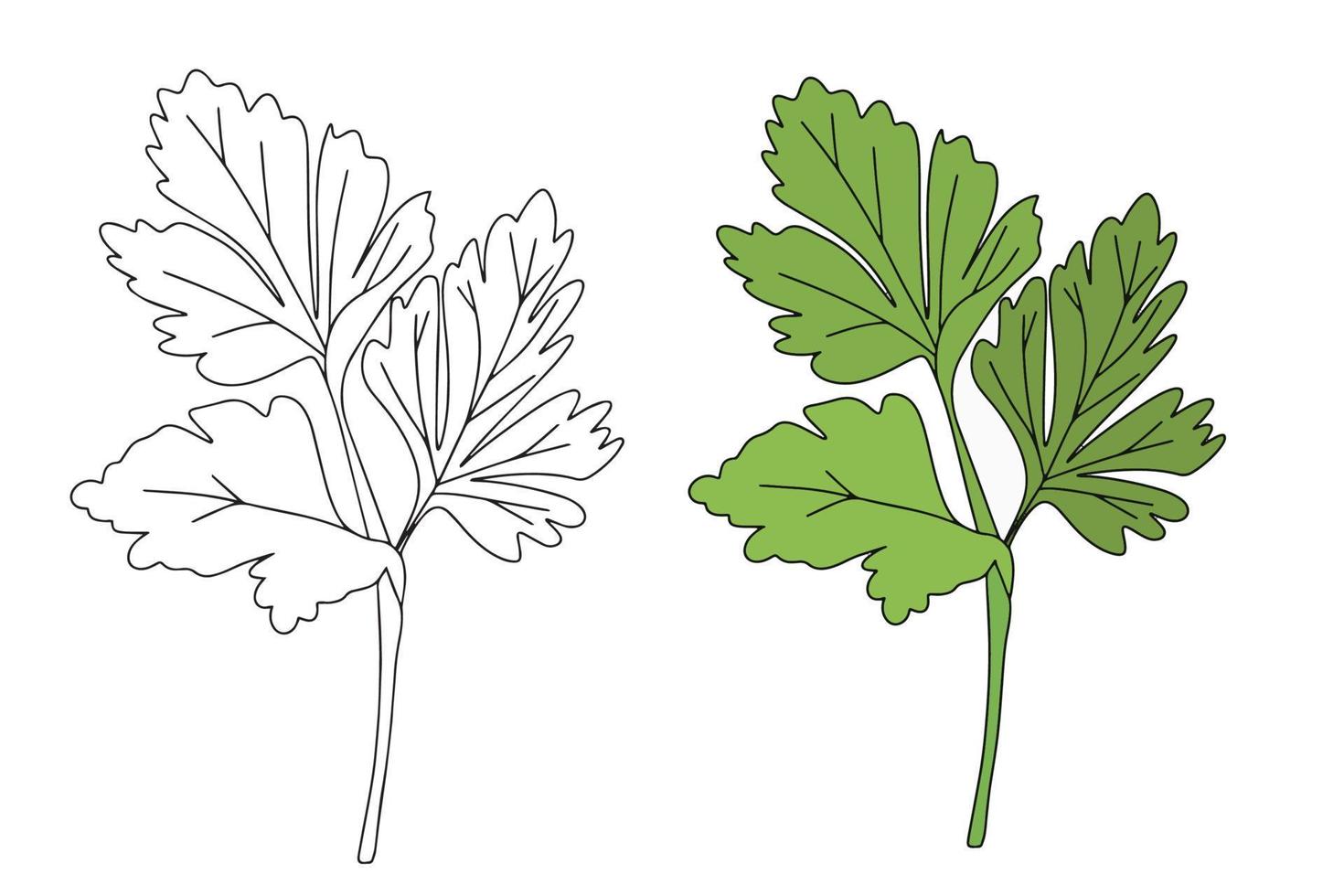 persilja ikon i linjär och platt stil. persilja isolerat på vit bakgrund. vektor illustration.