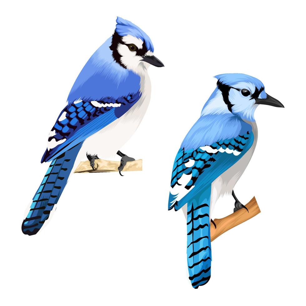 Vogelvektor mit zwei Blauhähern vektor