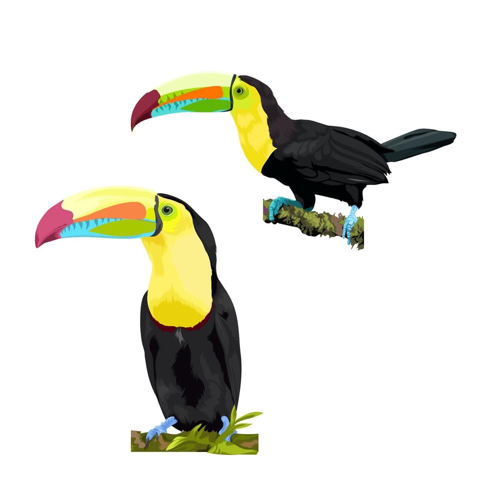 två kölnäbbad toucan fågel vektor