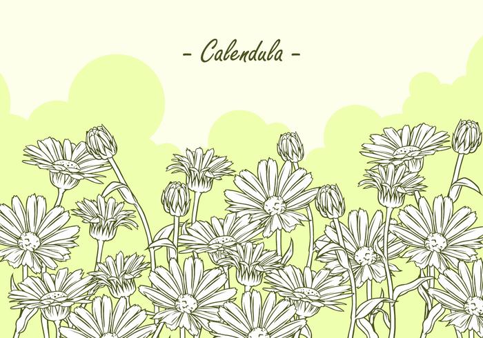 Calendula Handritning Gratis Vektor