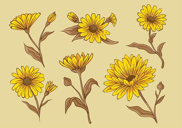 Calendula Hand Zeichnung Free Vector