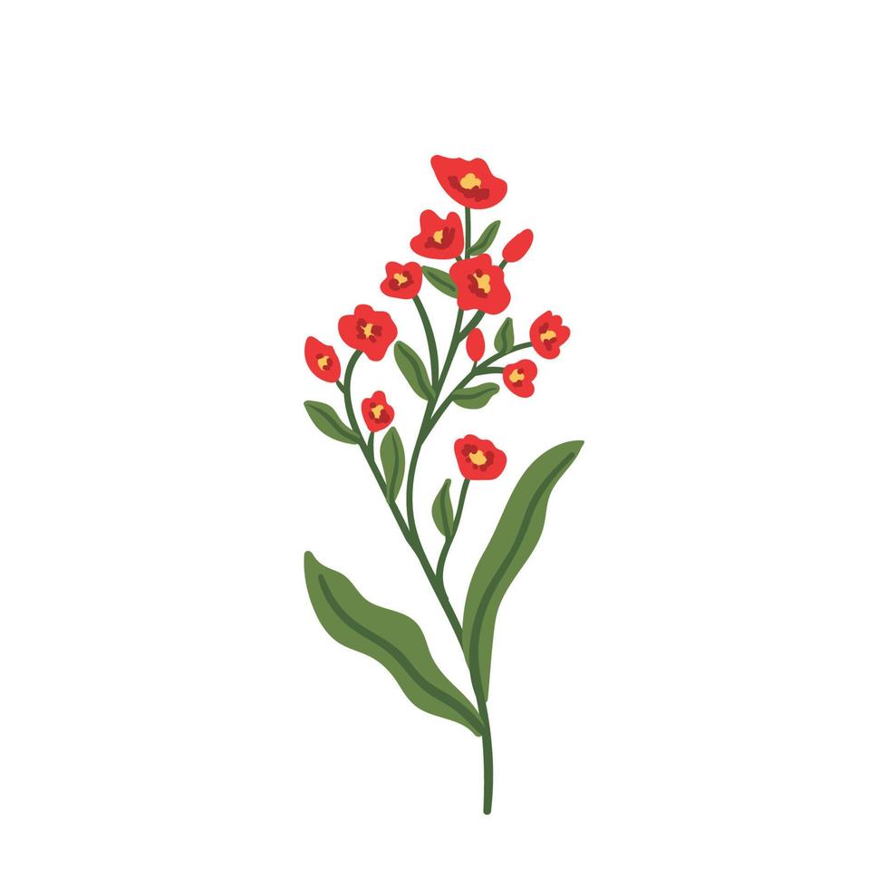 rote wilde Blumenvektorillustration. Kraut, krautige Blütenpflanze, blühender Zweig. hand gezeichnete flache botanische illustration. vektor