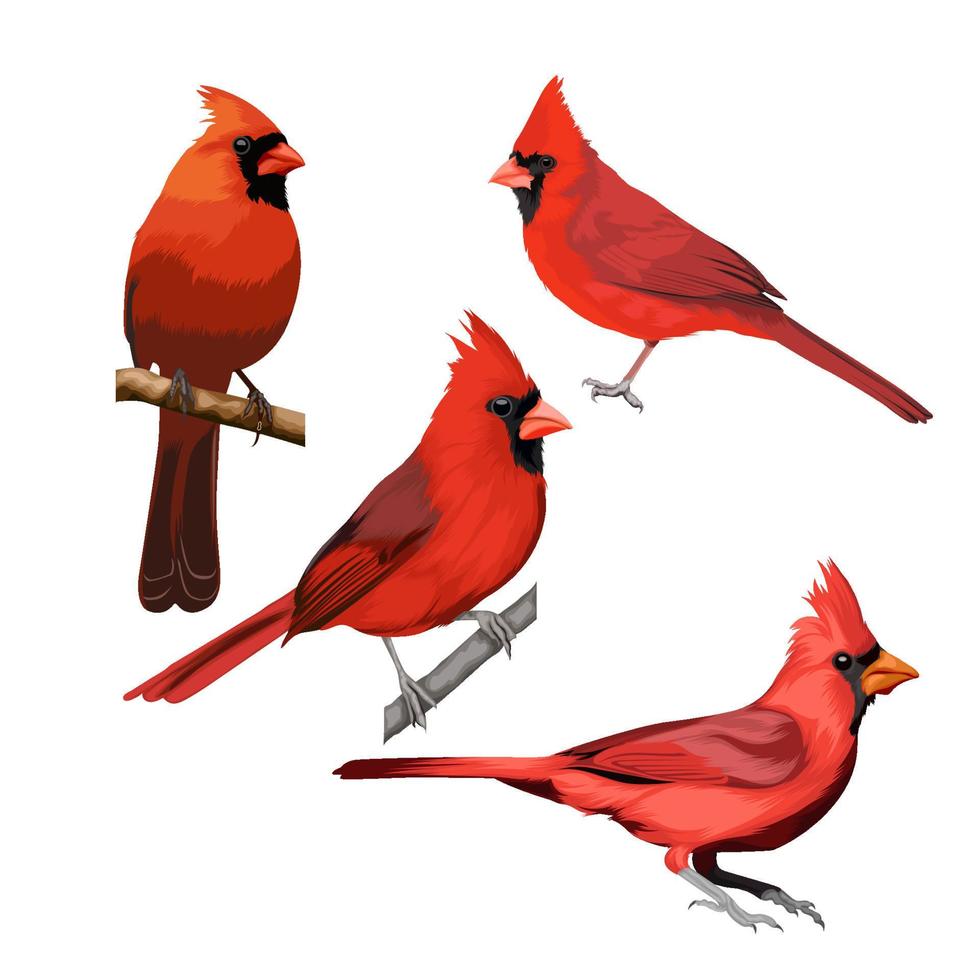 kardinal fågel vektor bunt