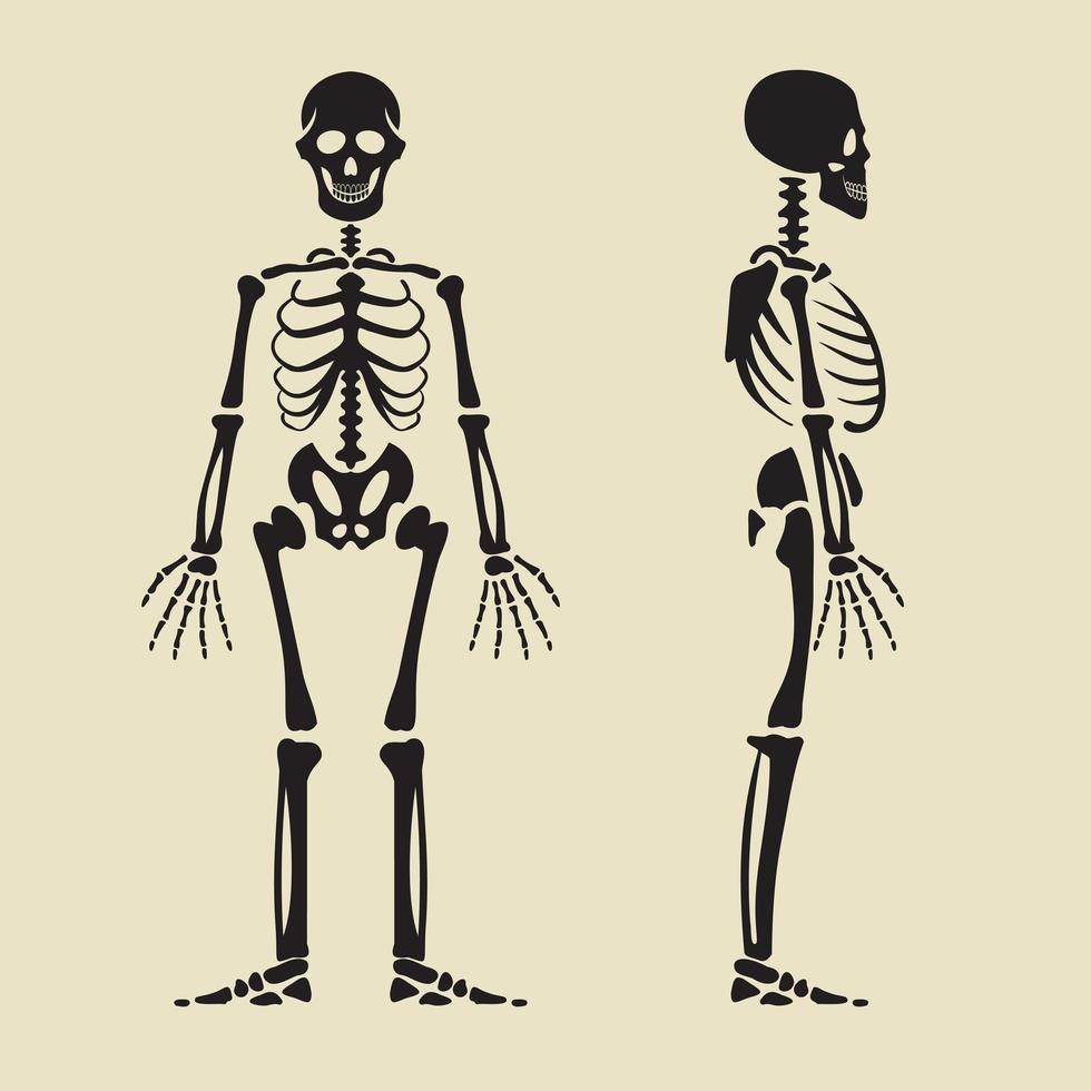 mänskligt skelett framför och profil. vektor