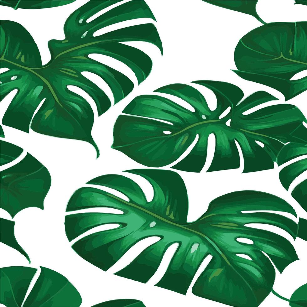 grüner Monstera-Muster weißer Hintergrund. exotisches Muster mit tropischen Blättern. Vektor-Illustration. Monstera-Blattmuster. tropische Palmenblätter. Exotischer Designstoff, Textildruck, Geschenkpapier vektor