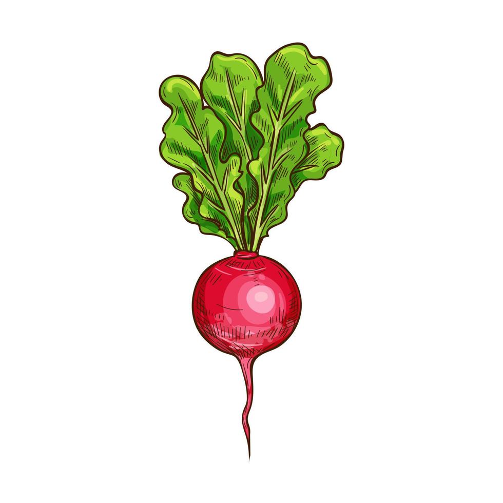 Rettich-Vektor-Skizze-Gemüse-Symbol vektor