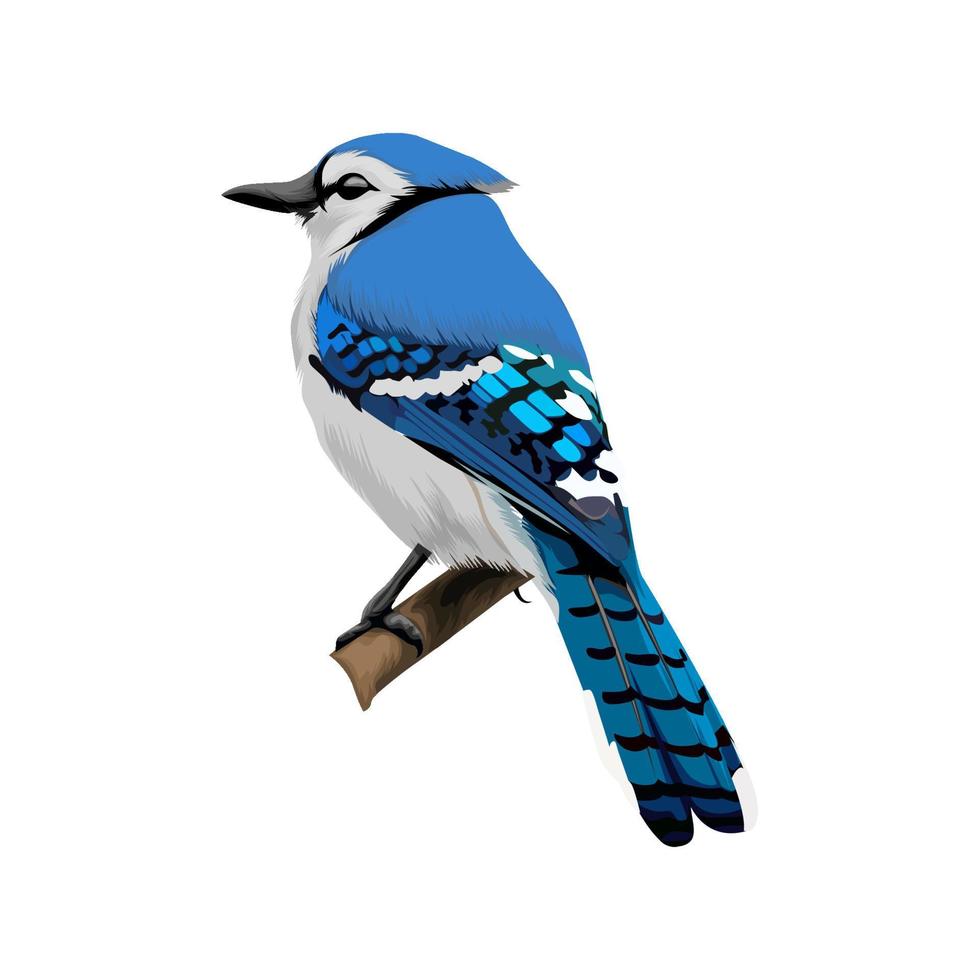 Bluejay-Vogelvektor vektor