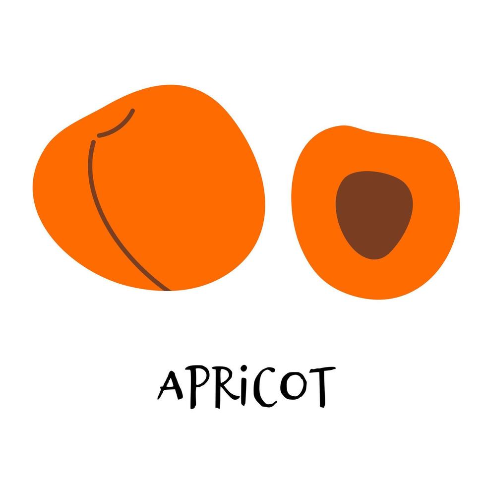 vektorillustration der reifen aprikose im handgezeichneten flachen stil. vektor