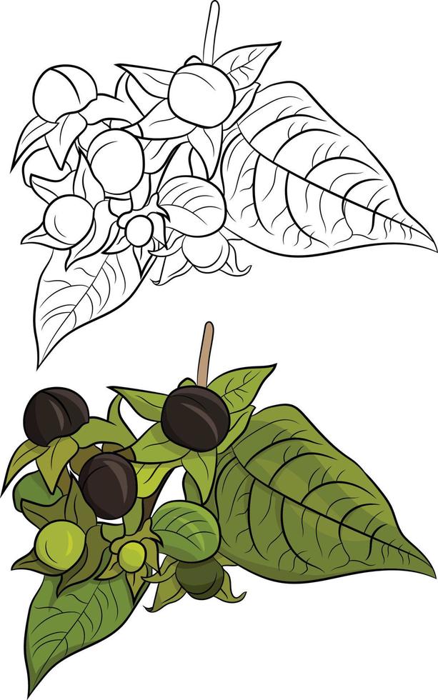 einfache handgezeichnete grüne Pflanze mit einer Skizze, die in einem weißen Hintergrund isoliert ist vektor