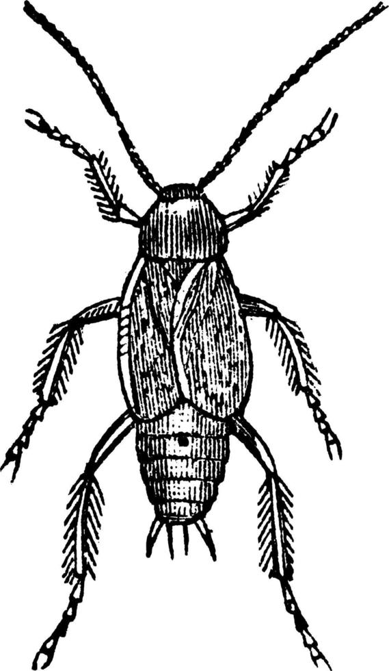 manlig kackerlacka, årgång illustration. vektor