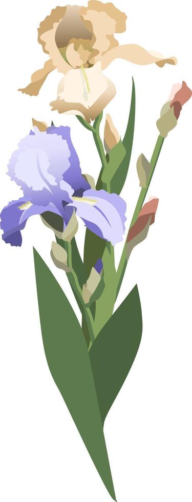 knippa av gul, lila iris med löv och knoppar, isolerat på vit bakgrund vektor