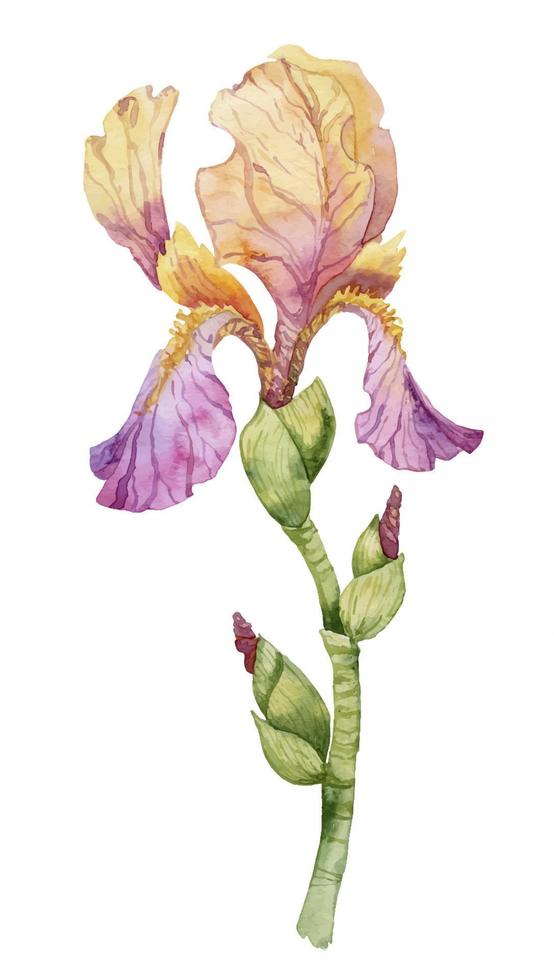 blomma av lila iris, vattenfärg hand dragen målning illustration, isolerat på vit bakgrund. vektor