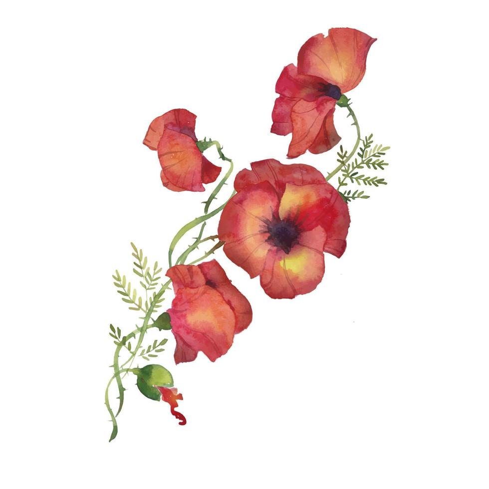 rote mohnblumenillustration des aquarells vektor