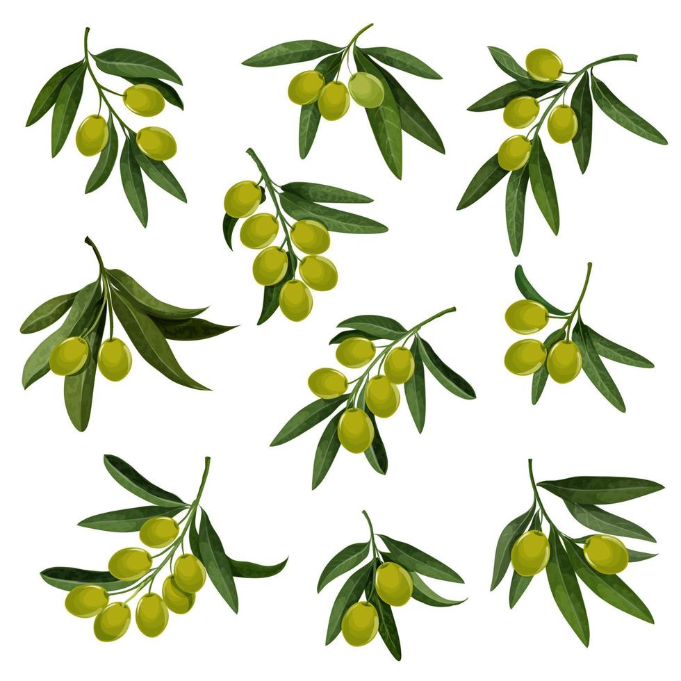 vektor oliver ikoner för extra jungfrulig oliv olja