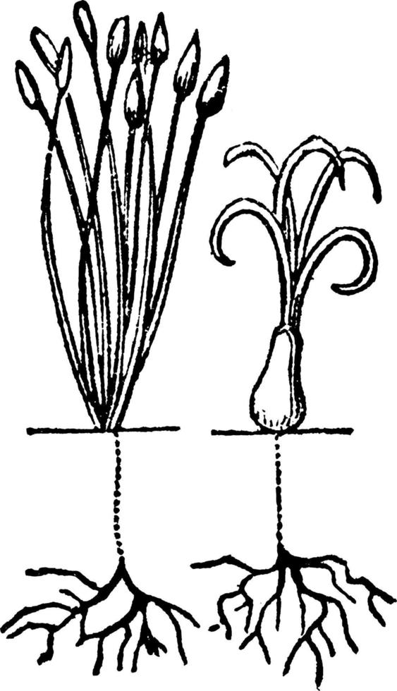 Linné' dioecia årgång illustration. vektor