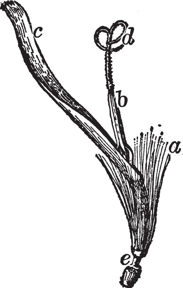 Blüte der Löwenzahnweinleseillustration. vektor