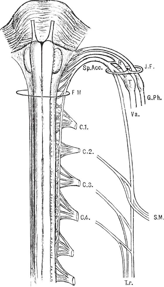 spinal tillbehör nerv, årgång illustration. vektor