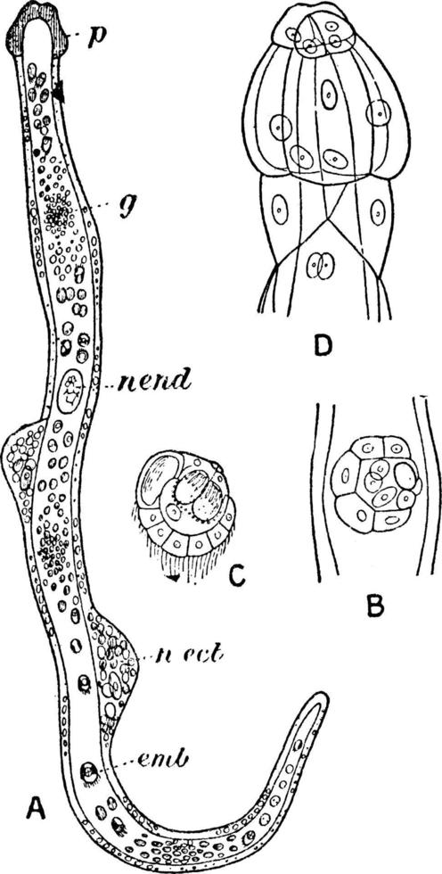 dicyemennea eledones-Wurm in Niere von Oktopus gefunden, Vintage-Illustration. vektor