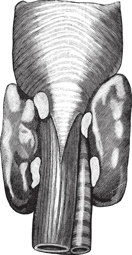 bisköldkörtel körtel, årgång illustration. vektor