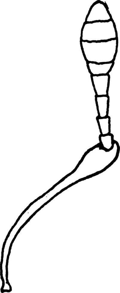 genikulerande antenn, årgång illustration. vektor