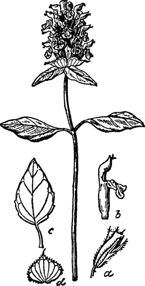 som visar, stam, blomma, känd, prunella, vulgaris årgång illustration. vektor
