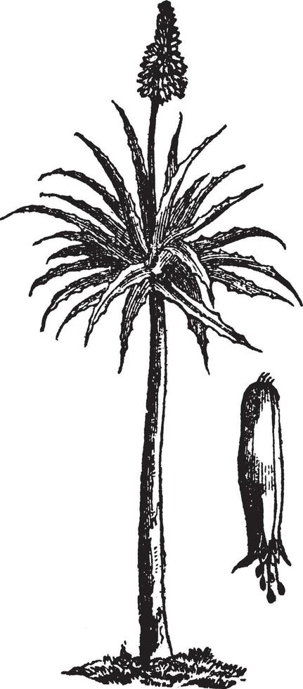 aloe årgång illustration. vektor