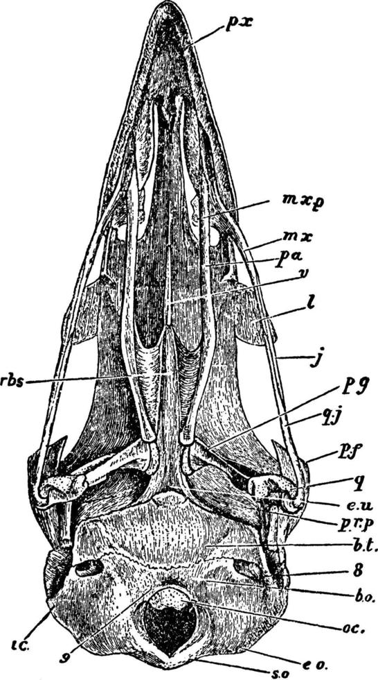 Geflügelschädel, Vintage Illustration. vektor