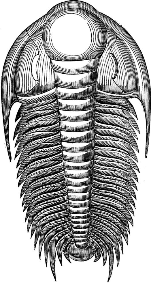 paradoxide harlani, vintage illustration. vektor