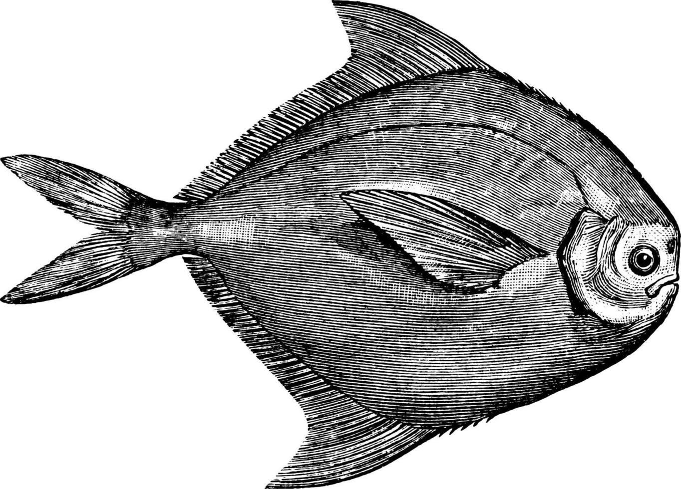 vit pomfret, årgång illustration. vektor