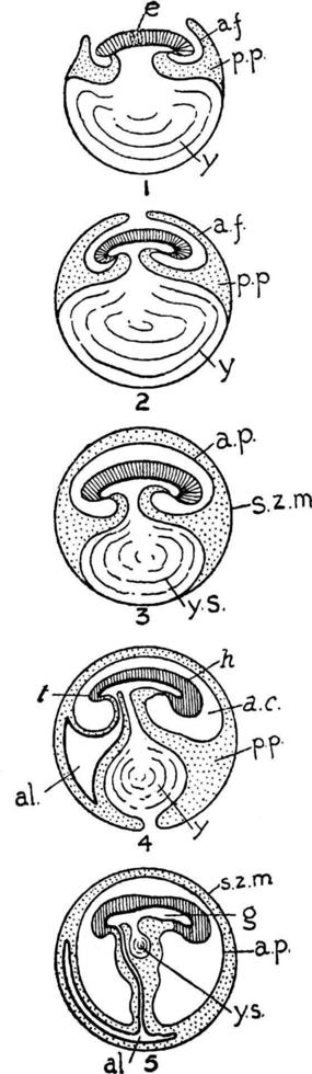 reptil utveckling, årgång illustration. vektor