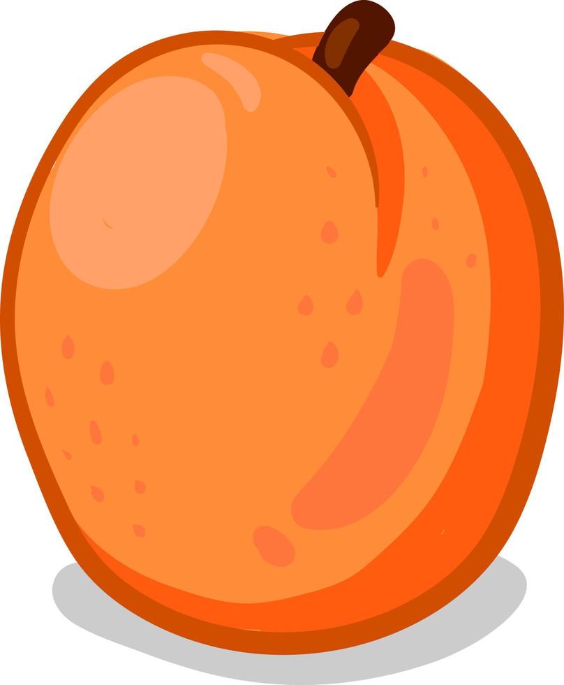 färsk aprikos, illustration, vektor på vit bakgrund