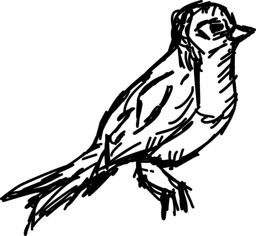 fågel teckning, illustration, vektor på vit bakgrund.