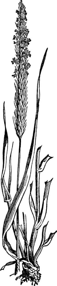 smal rävsvans gräs årgång illustration. vektor