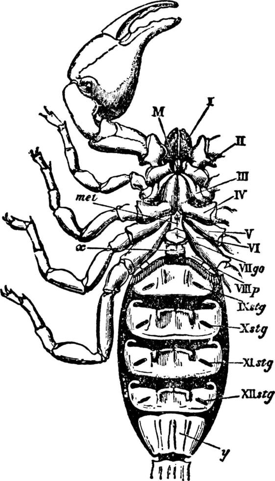 Skorpion oder Palamnaeus Indus, Vintage Illustration. vektor