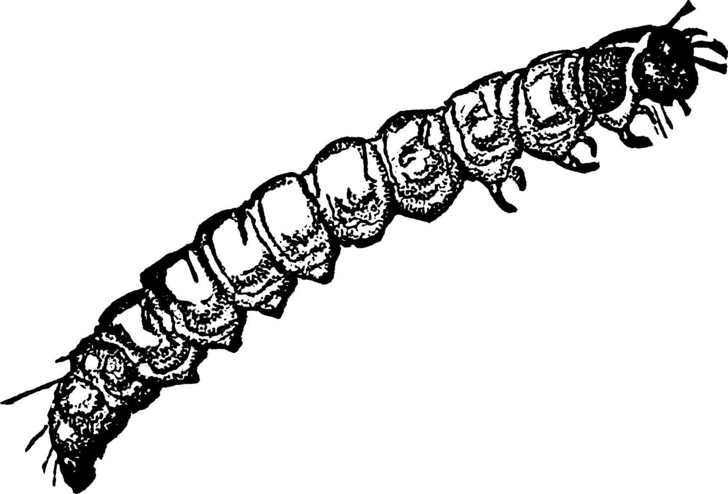 kläder fjäril eller tinea pelionella , årgång illustration. vektor