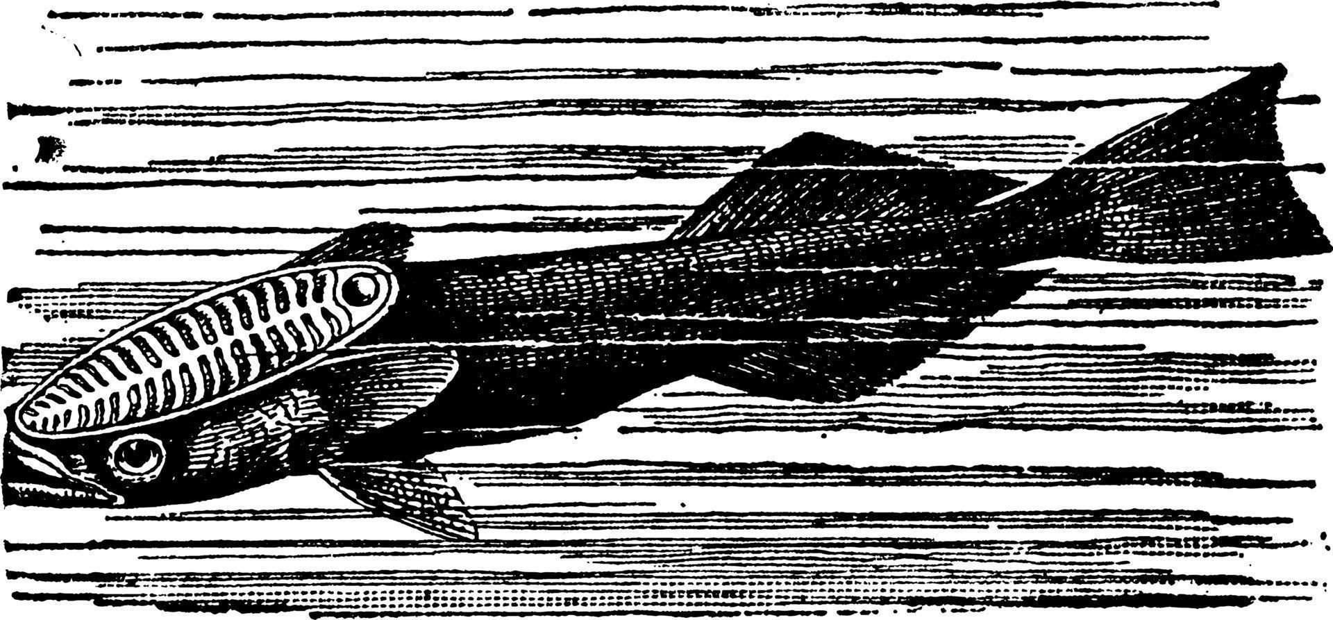 remora eller sugande fisk eller parasit fisk eller echeneidae, årgång illustration. vektor