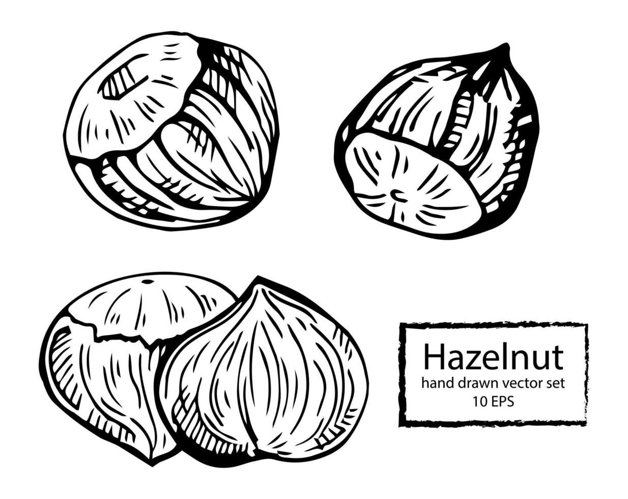 Haselnuss-Set. Isolierte flache Haselnuss in der Schale und geschält mit Blättern Skizzensymbole. natürliche gesunde Haselnuss-Bio-Lebensmittelsammlung. vegetarische Ernährung Snack-Vektor-Illustration vektor