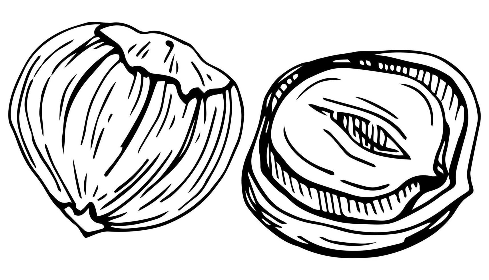 Hassel nöt uppsättning. isolerat platt hasselnöt i skal och skalad med löv skiss ikoner. naturlig friska Hassel nöt organisk mat samling. vegetarian diet mellanmål vektor illustration