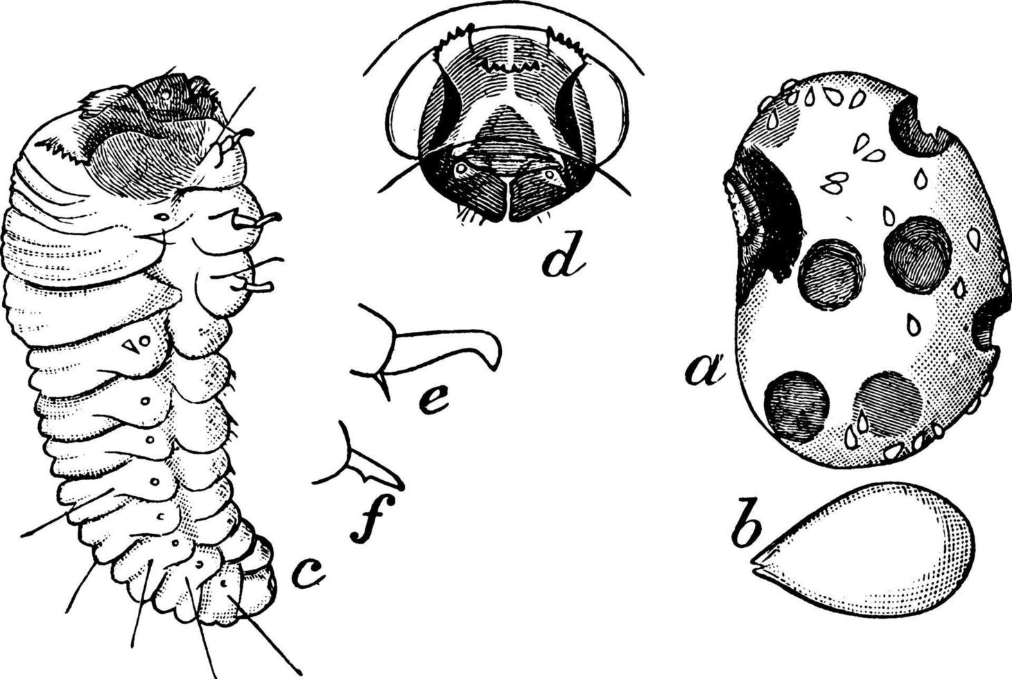 fyrfläckig böna vivel, årgång illustration vektor