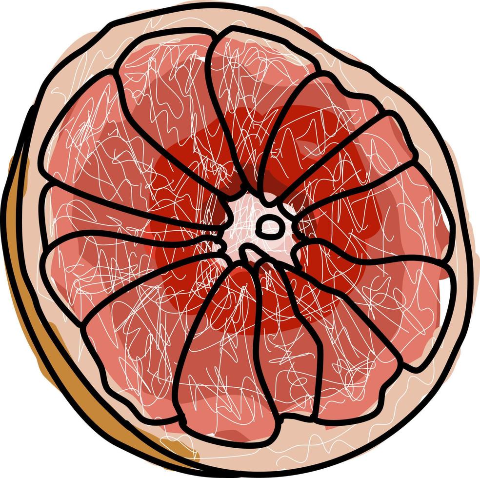 rote Grapefruit, Illustration, Vektor auf weißem Hintergrund.