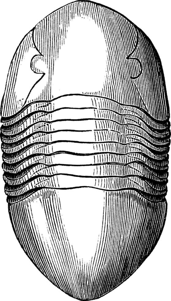 asaphus gigas en trilobit, årgång illustration. vektor
