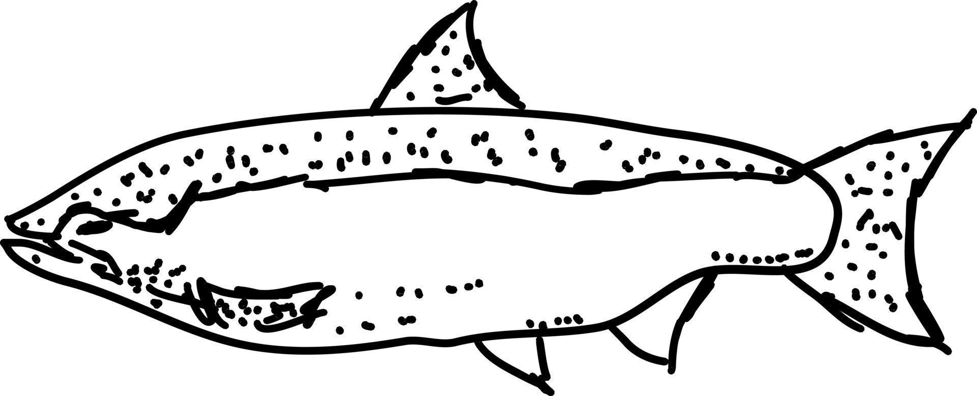 Fischzeichnung, Illustration, Vektor auf weißem Hintergrund.