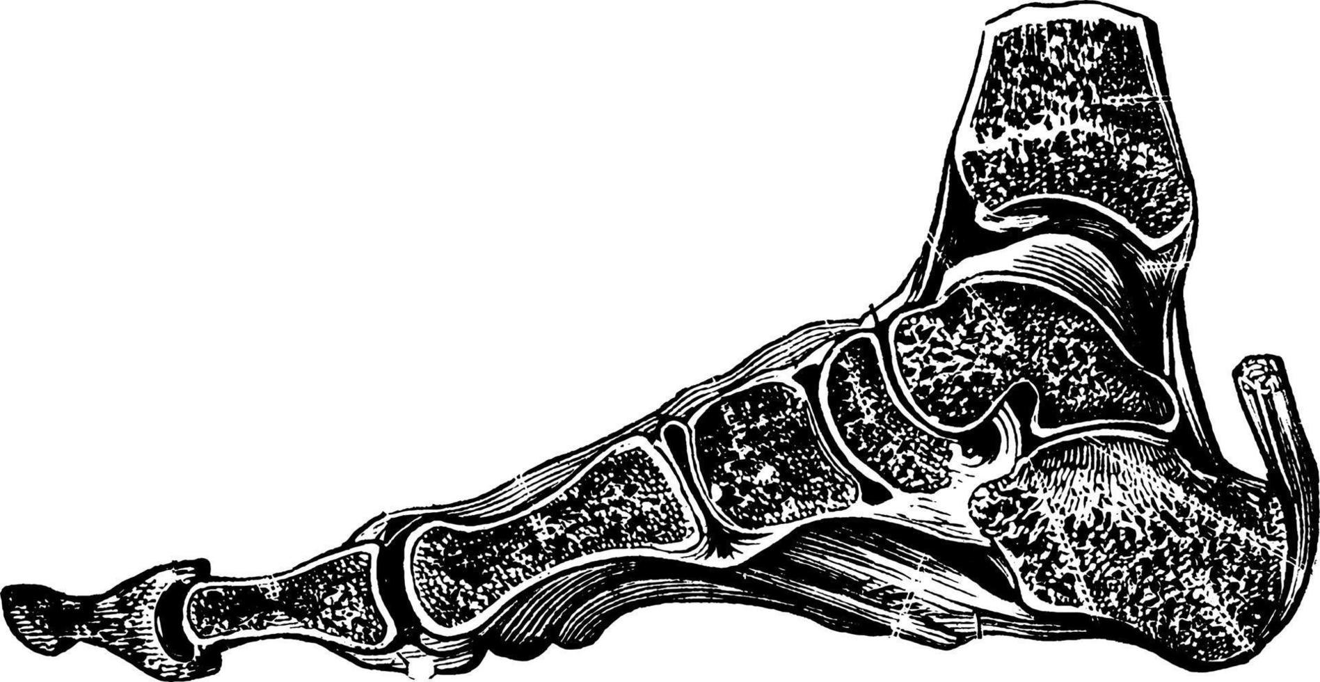 ben och ligament av de fot, årgång illustration. vektor