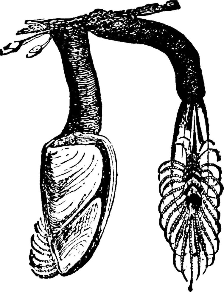 Entenmuschel, Vintage Illustration. vektor