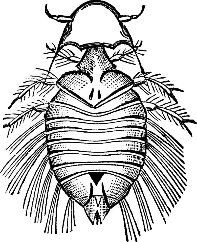 bitande lus, årgång illustration. vektor